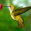 hummingbird_64